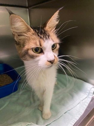 KitKat the Domestic Longhair cat