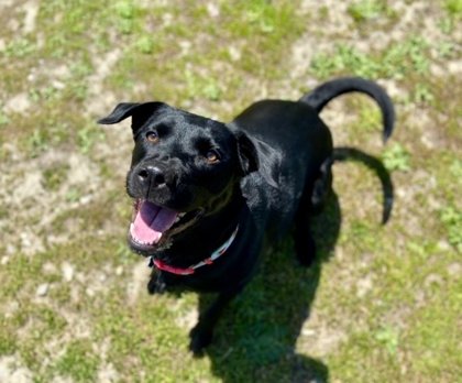 Mandy the Black Labrador Retriever