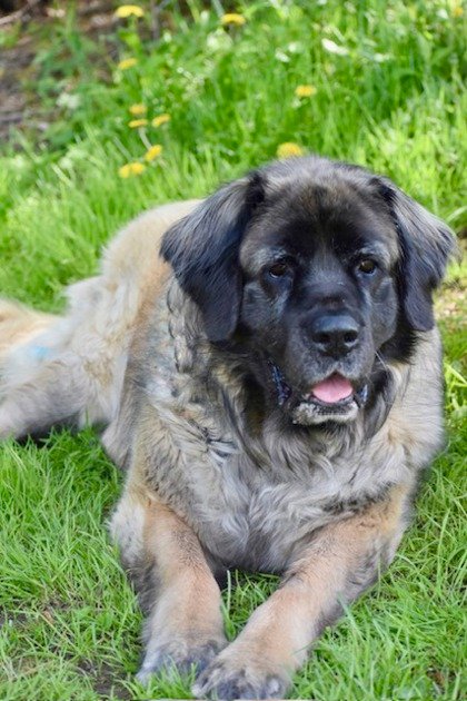 Miley the Brown Mastiff