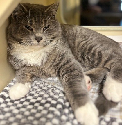 Woods the Domestic Shorthair cat