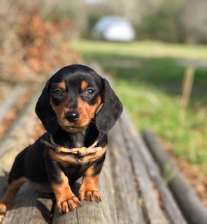 Sully the Mini Dachshund